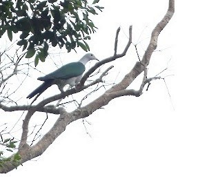Green Imperial-Pigeon - ML63658611