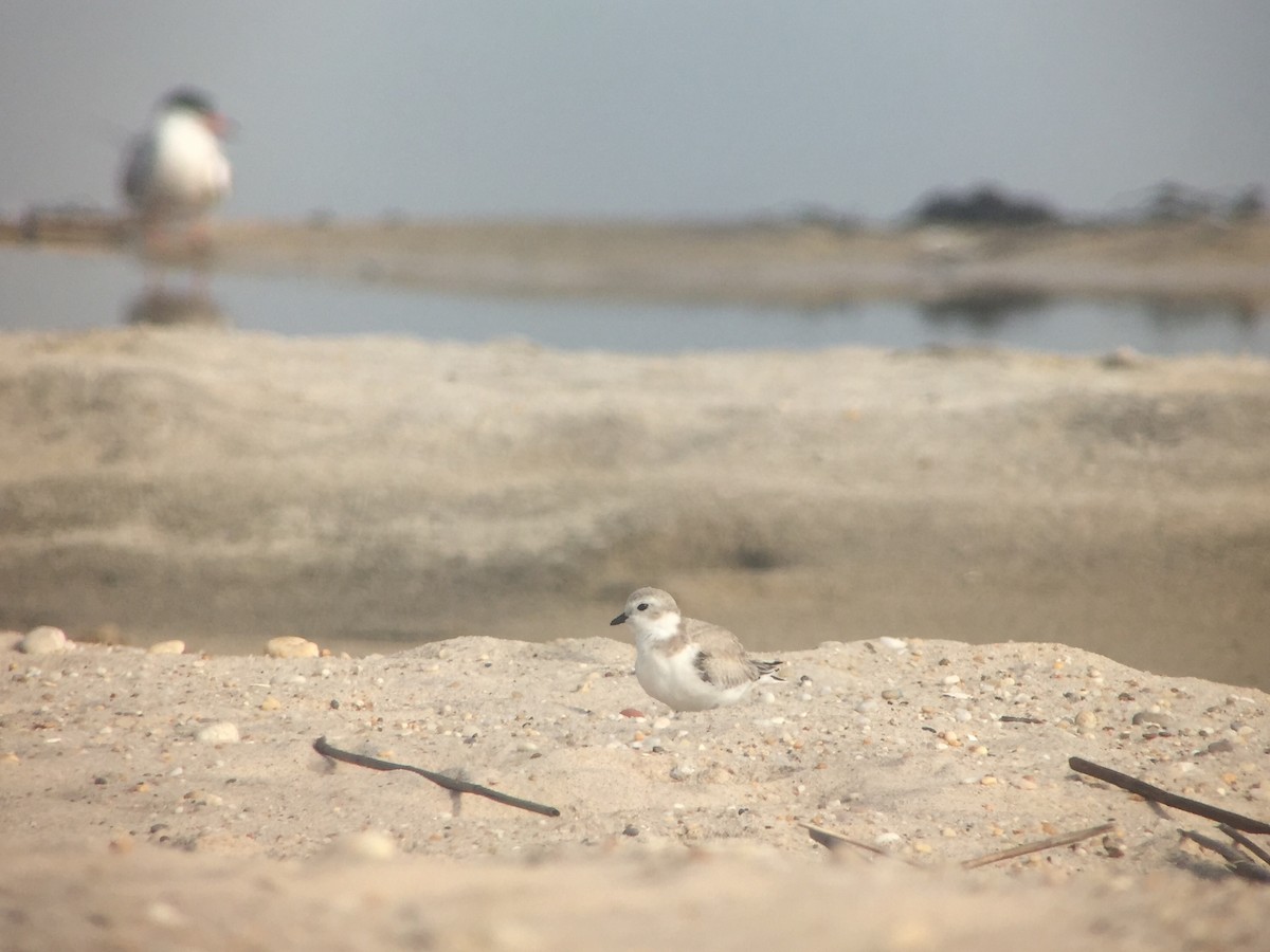 Piping Plover - ML63658711