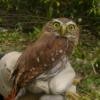 Ferruginous Pygmy-Owl - ML63658811