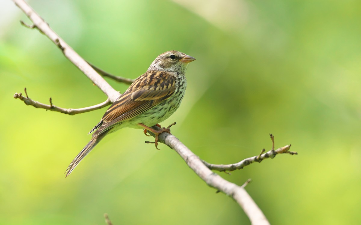 Chipping Sparrow - Paul Tavares