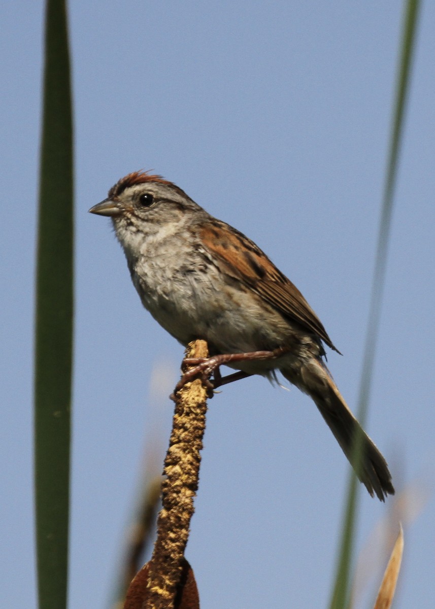Swamp Sparrow - ML63662221