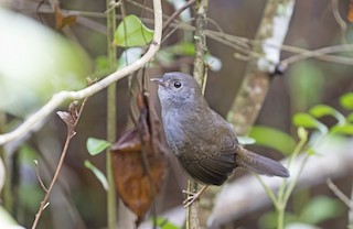  - Diamantina Tapaculo