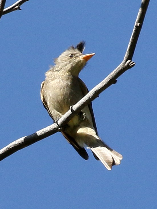 Greater Pewee - ML63664891
