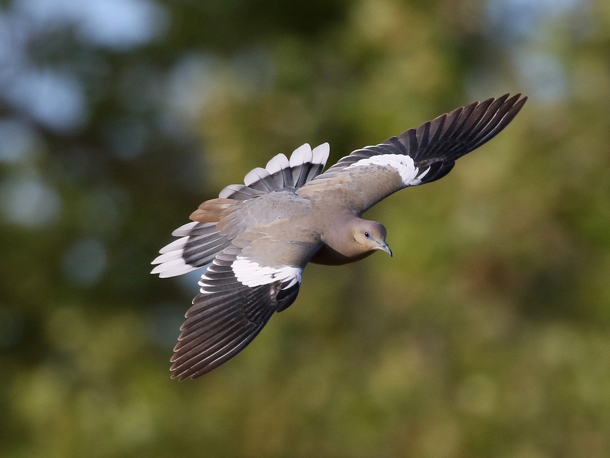 White-winged Dove - Charlotte Byers