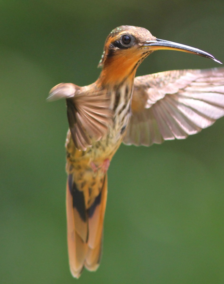 kolibřík pilozobý - ML63665291