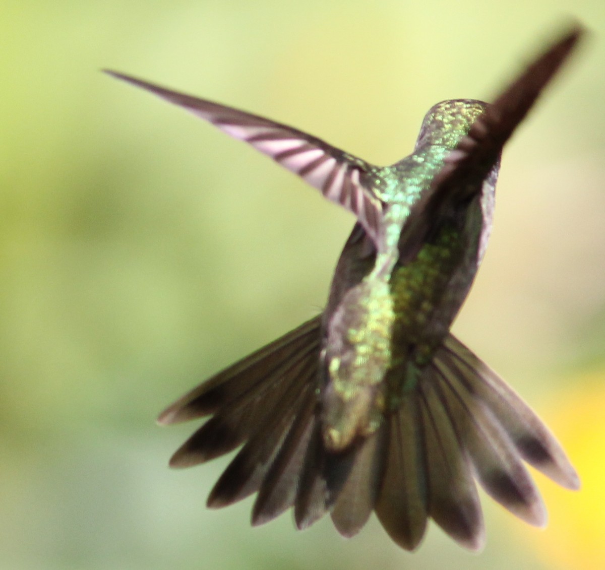 kolibřík pestrý - ML63665331