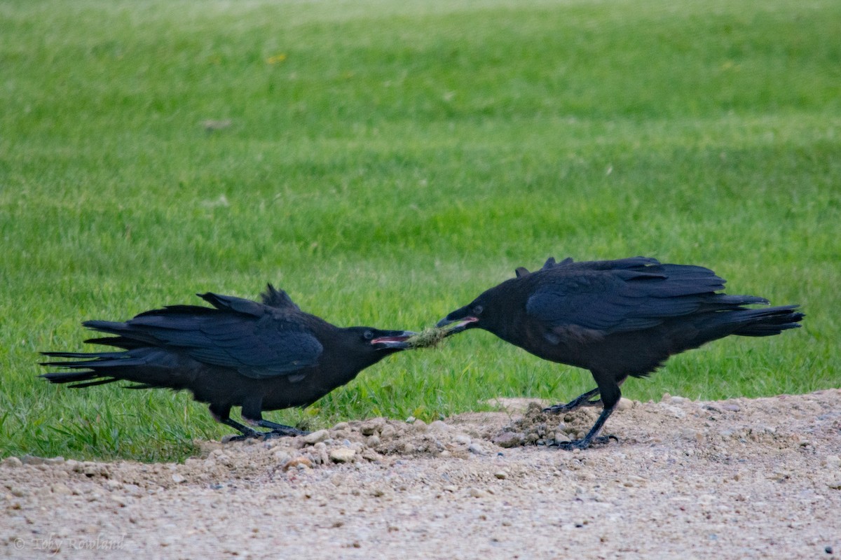 Common Raven - Toby Rowland