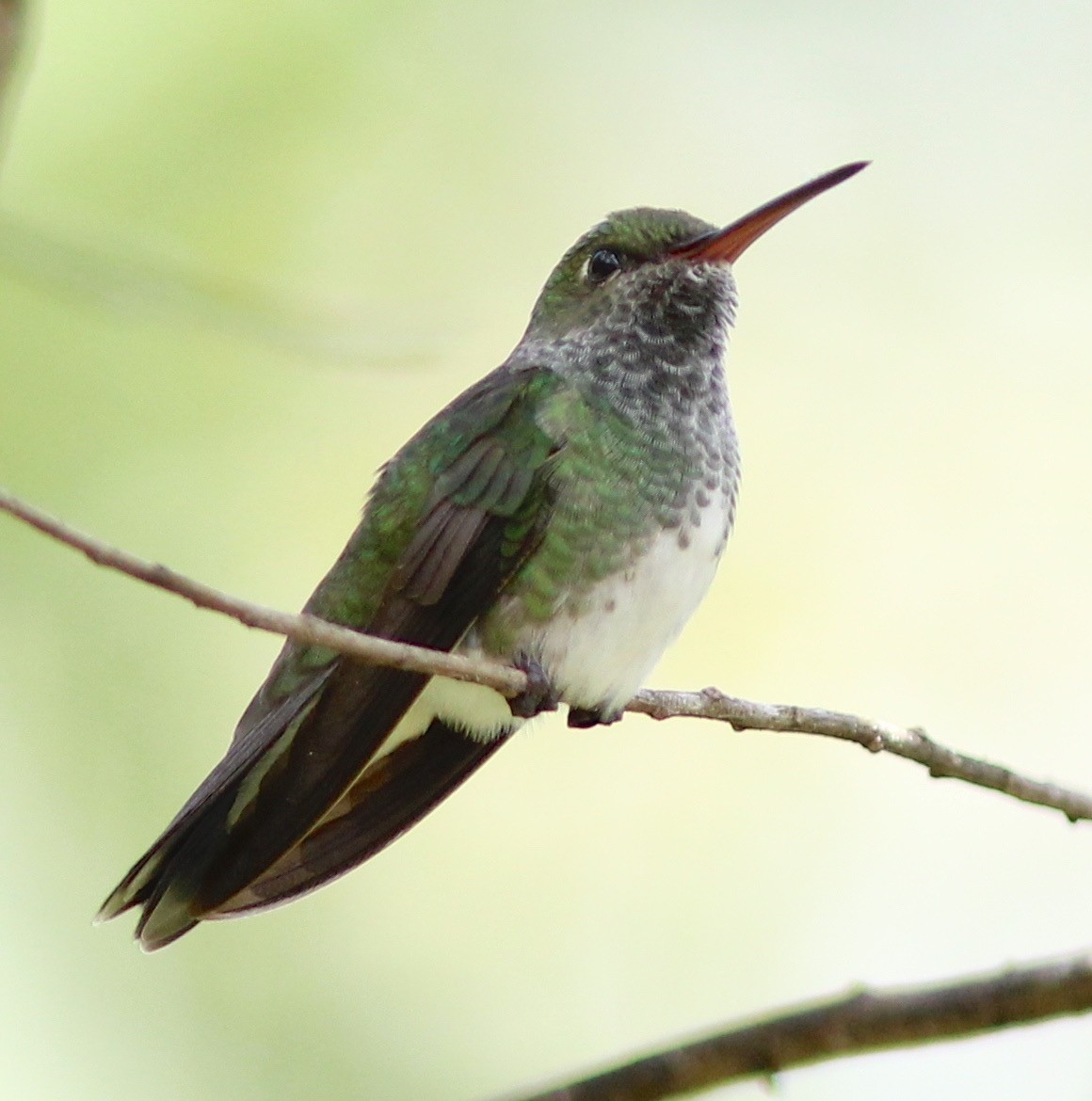 kolibřík zrcadlový - ML63665771