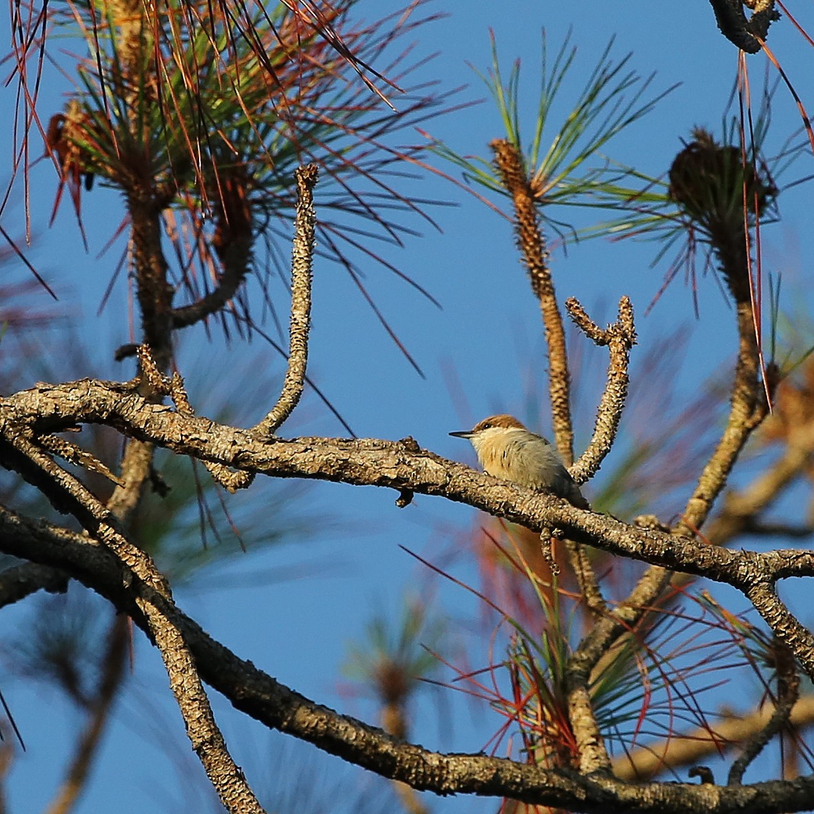 Brown-headed Nuthatch - ML63665871