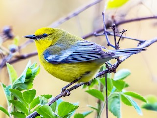  - Blue-winged Warbler