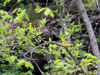  - Blue-winged Warbler