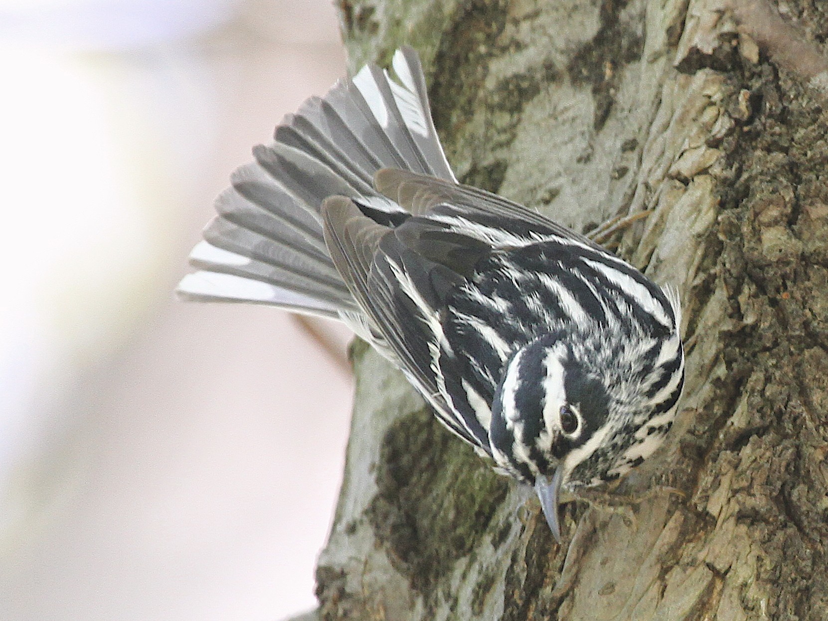 Black-and-white Warbler - Ryan Schain