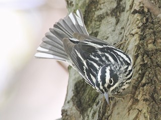 Brazil bird ブラジル　バード　アキツユコ Brazil bird ブラジル バード アキツユコ - メルカリ