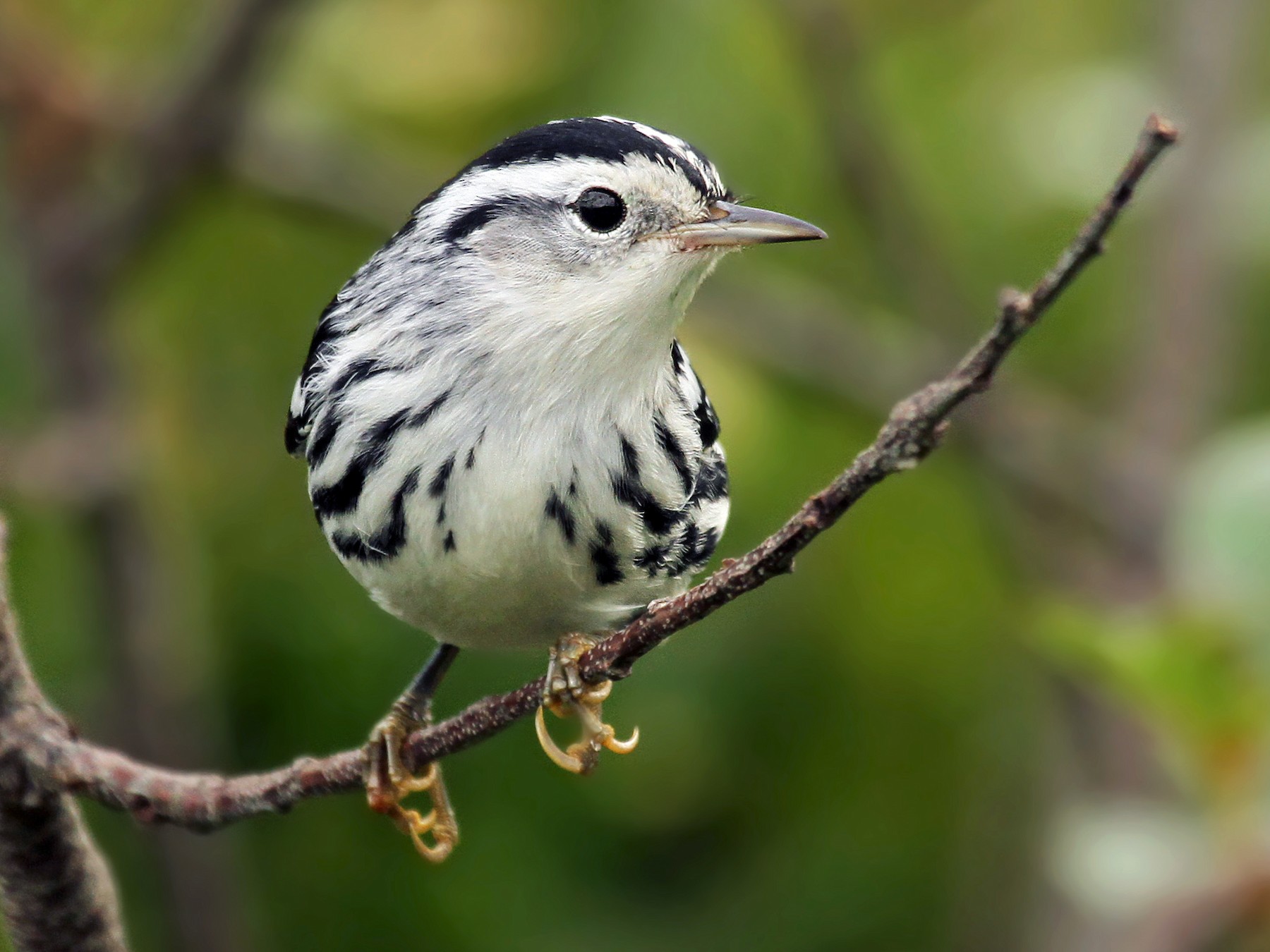 Black-and-white Warbler - Ryan Schain