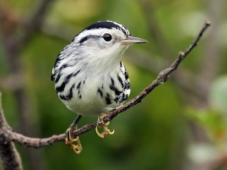 Black-and-white Warbler - eBird
