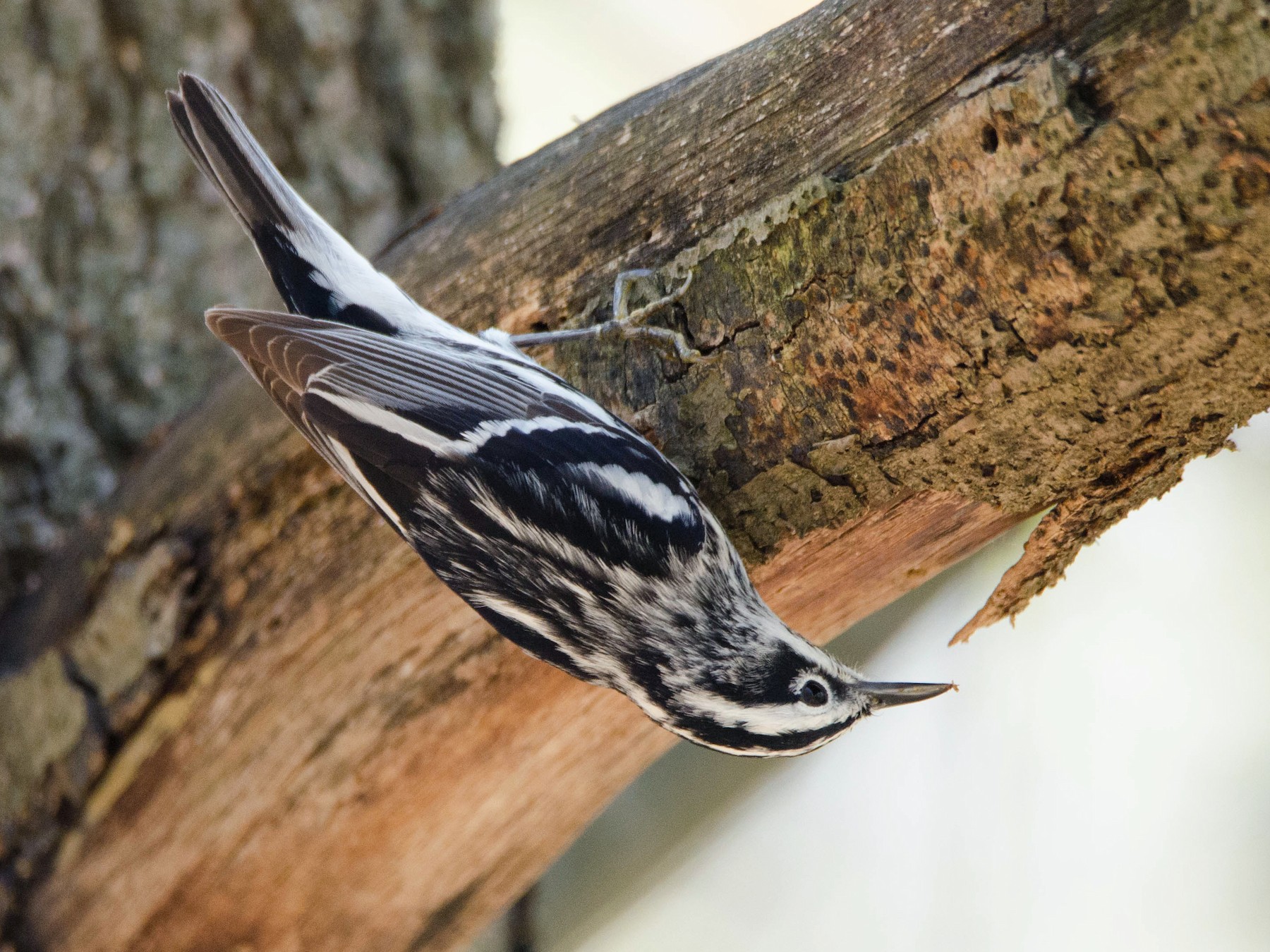 Black-and-white Warbler - Mark Farrell