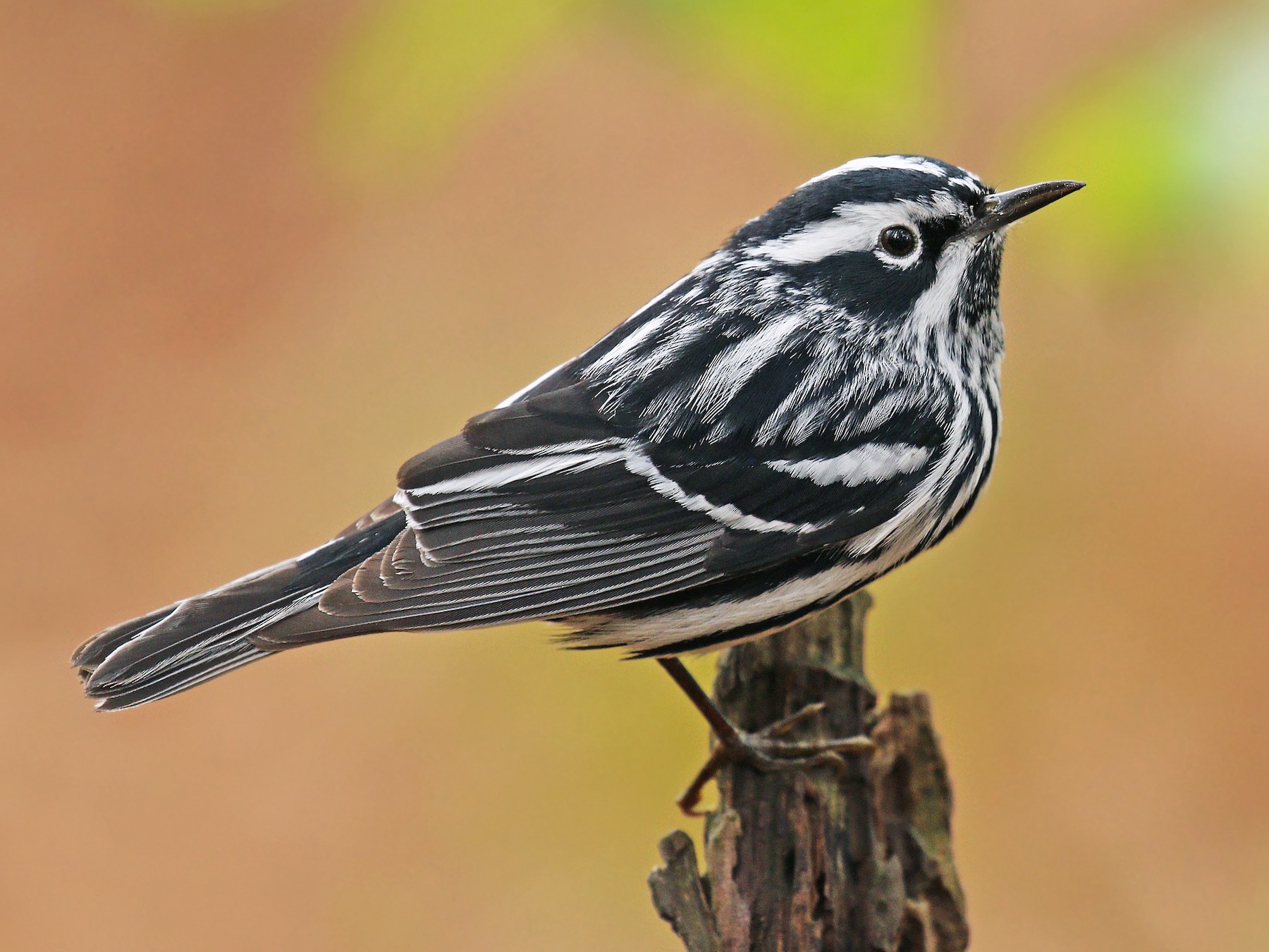 black and white warbler female