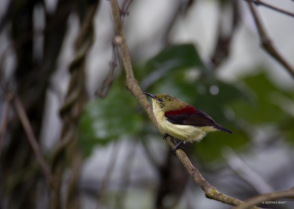 Crimson-backed Sunbird - Adithya Bhat