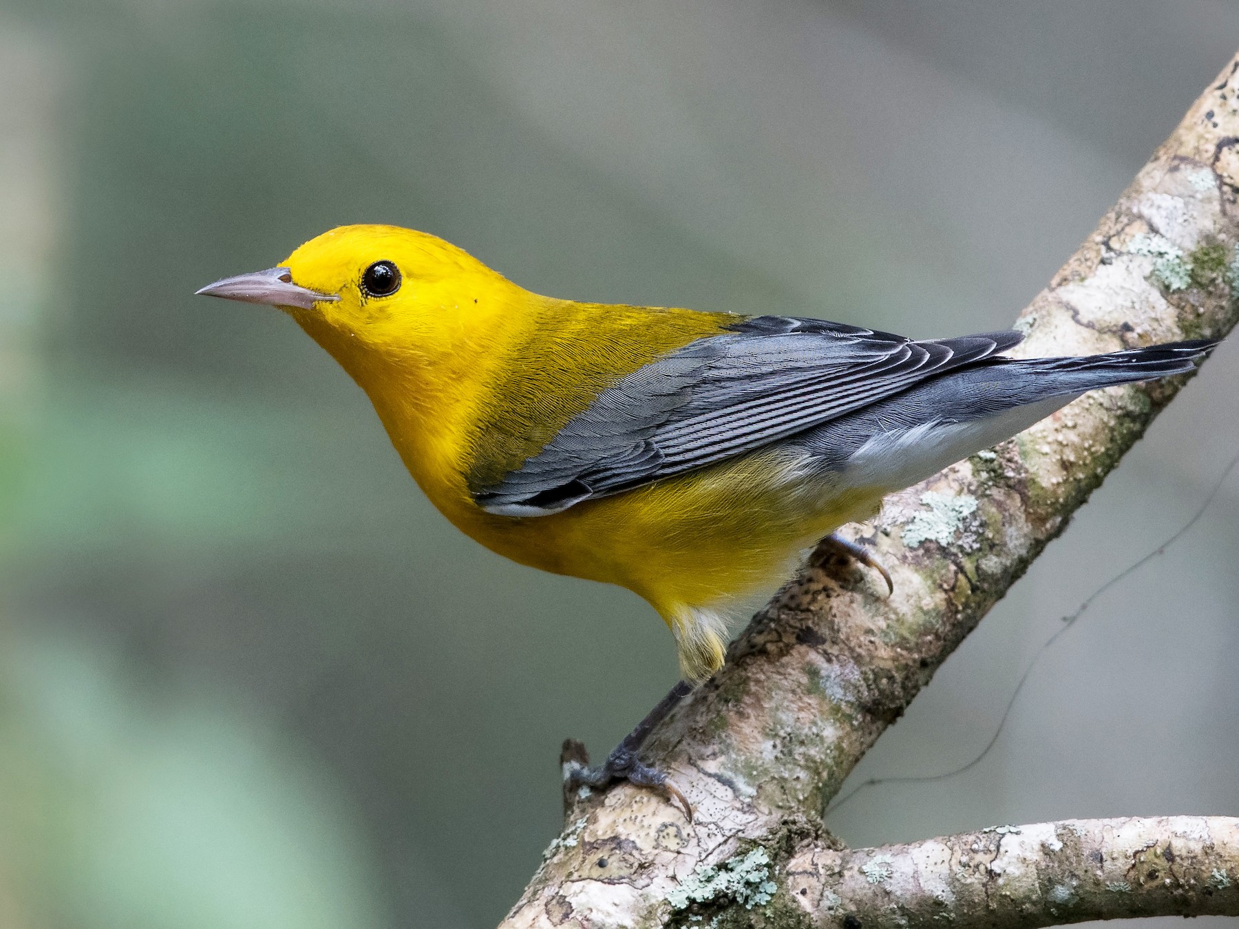 Prothonotary Warbler - Peter Brannon