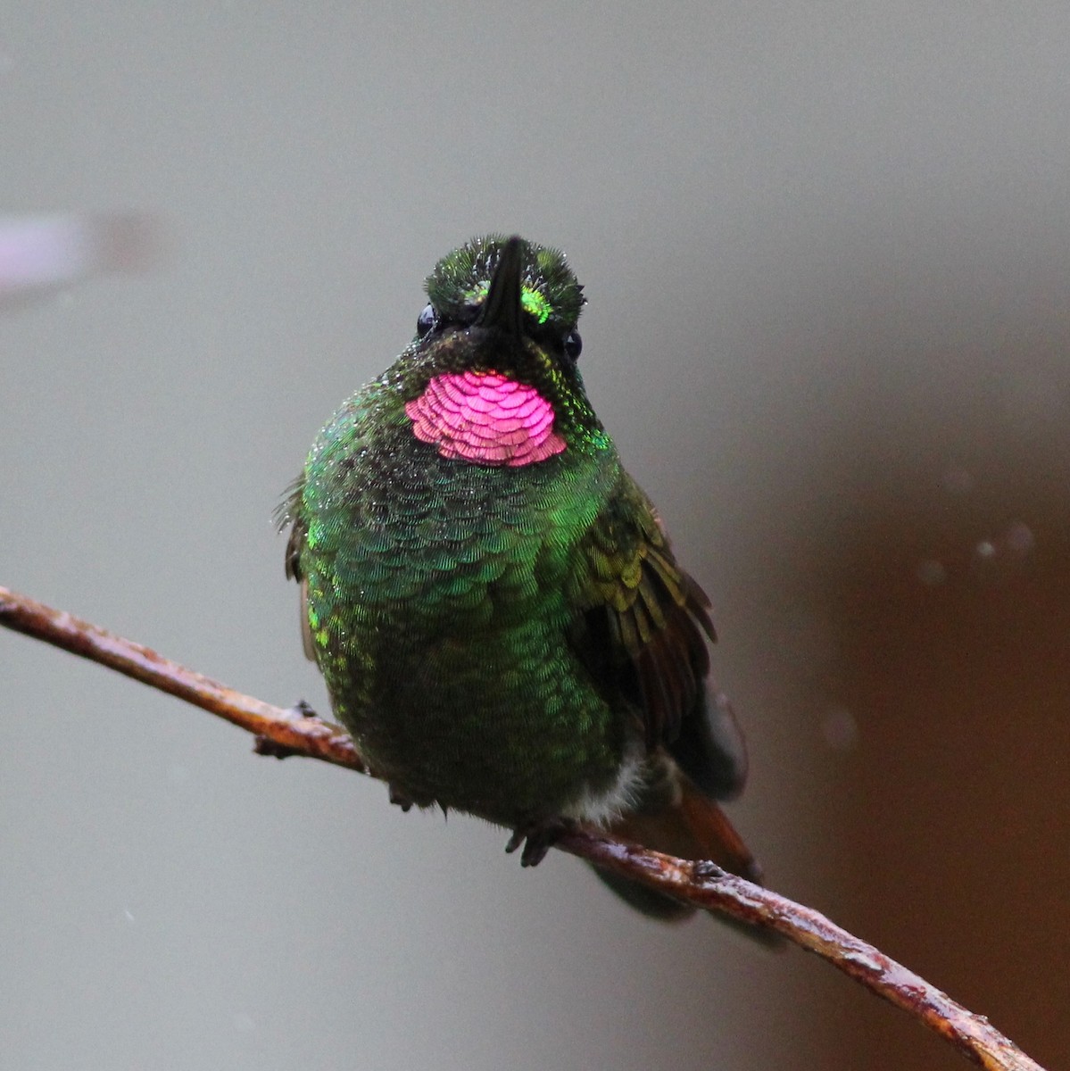 kolibřík brazilský - ML63667101