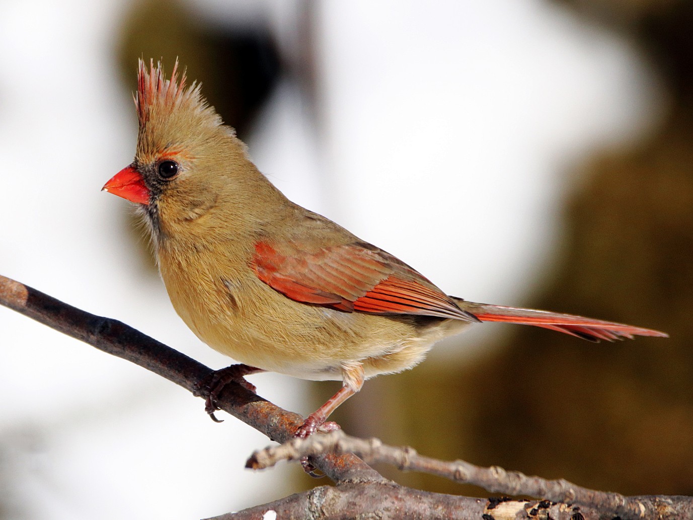 Cardenal Norteño - eBird