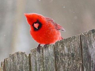 二匹のショウジョウコウカンチョウ 赤色と黄色 ヴィンテージ ステンドグラス ショウジョウコウカンチョウ - Wikipedia