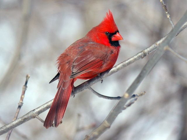 Male - Northern Cardinal - 