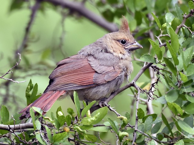 Juvenile - Northern Cardinal - 