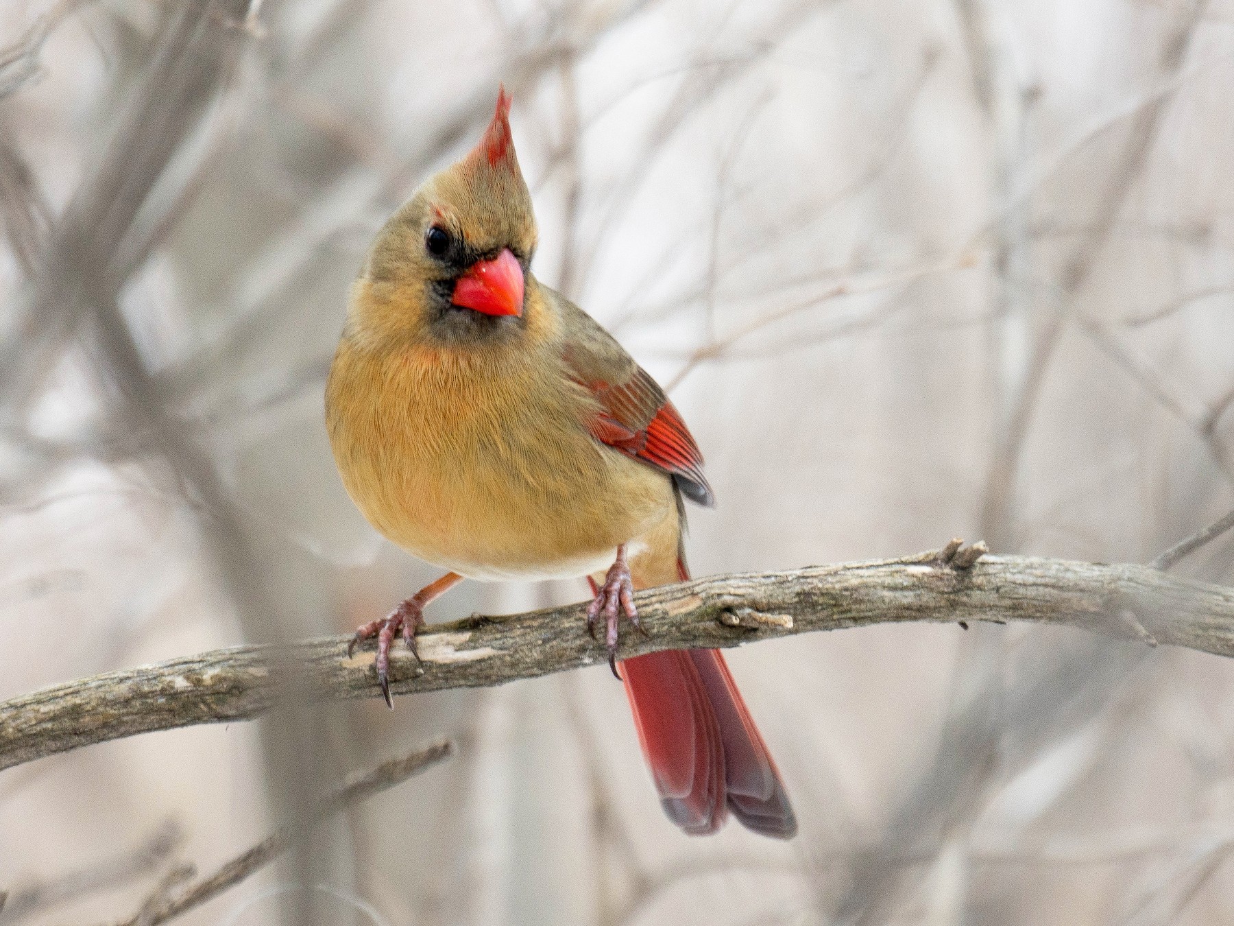 Northern Cardinal - Wen Xu