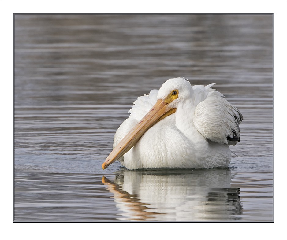 American White Pelican - Dave Furseth