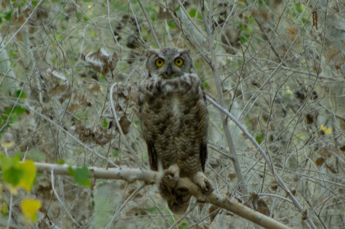 Great Horned Owl - ML63668341