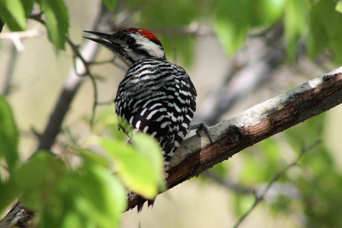 Ladder-backed Woodpecker - David Lerwill