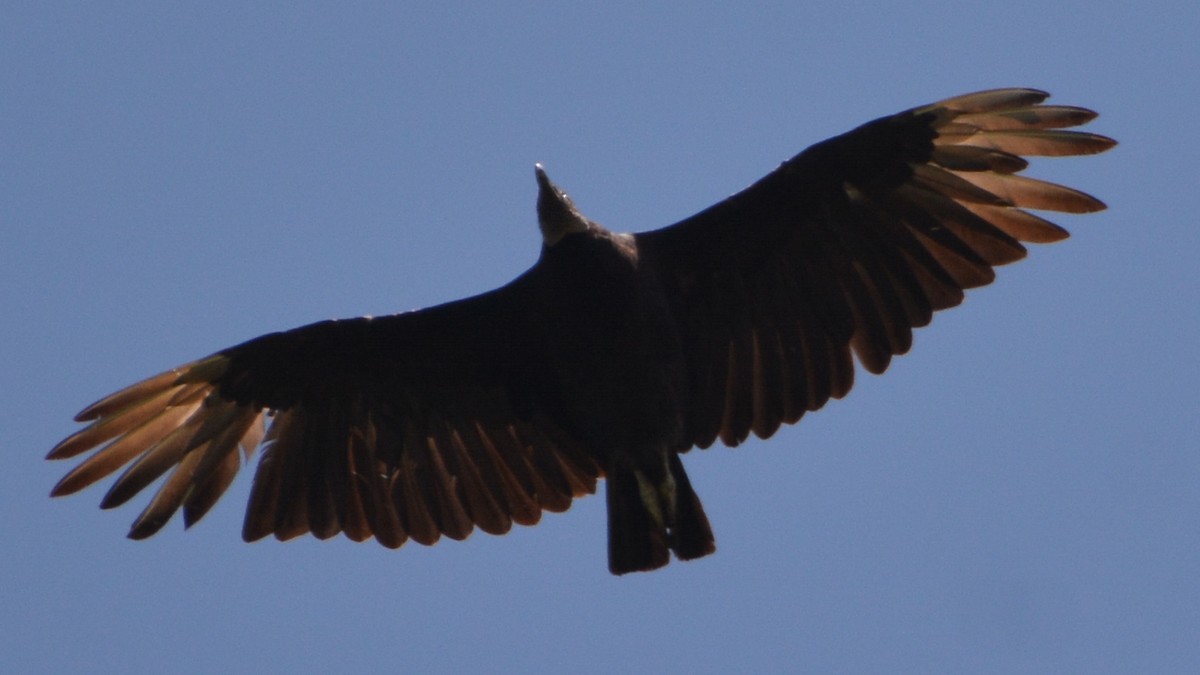 Black Vulture - Carl Winstead