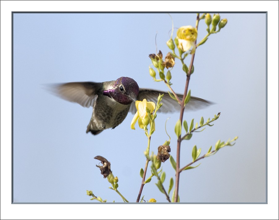Costa's Hummingbird - Dave Furseth