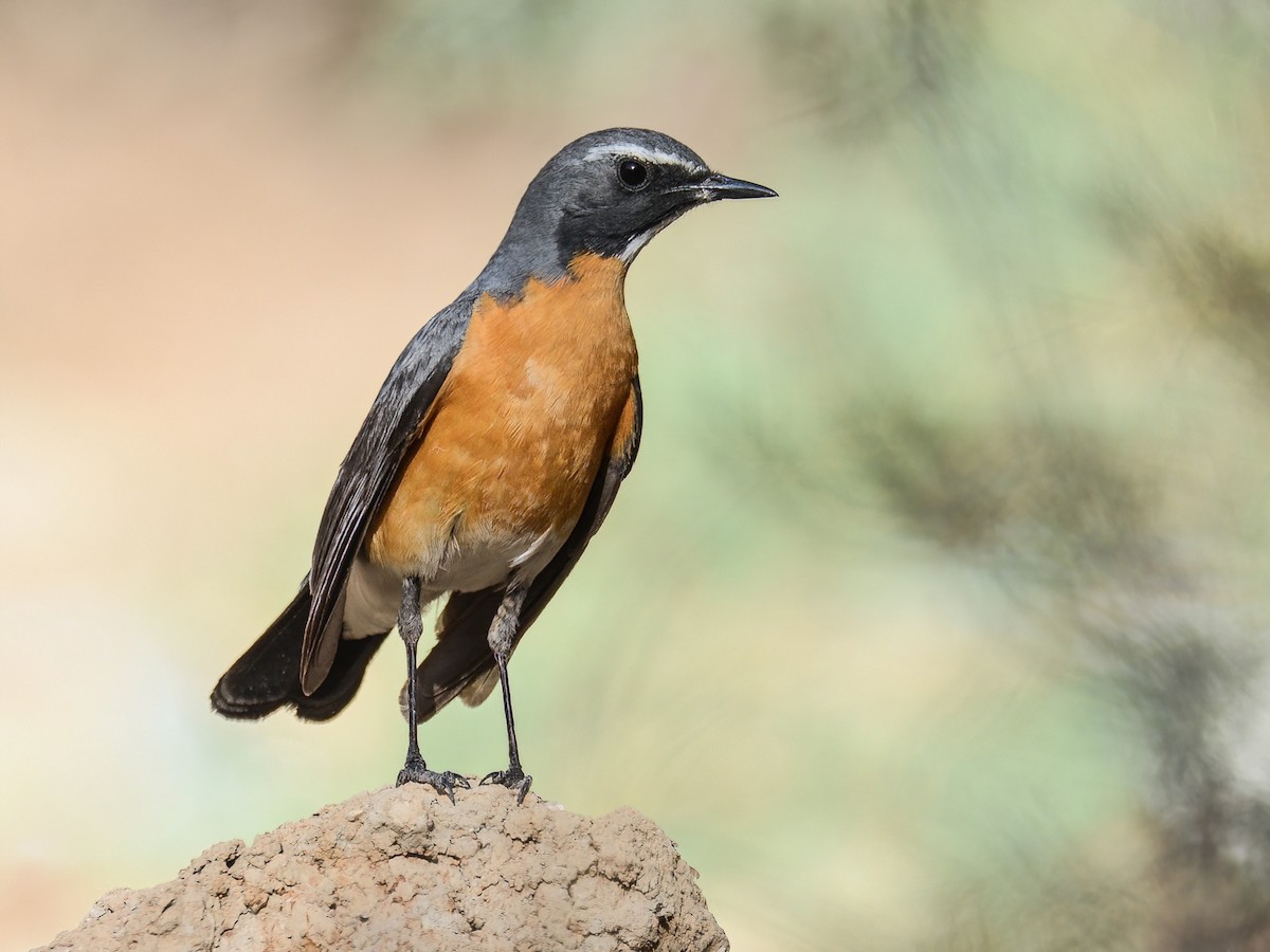White-throated Robin - Irania gutturalis - Birds of the World