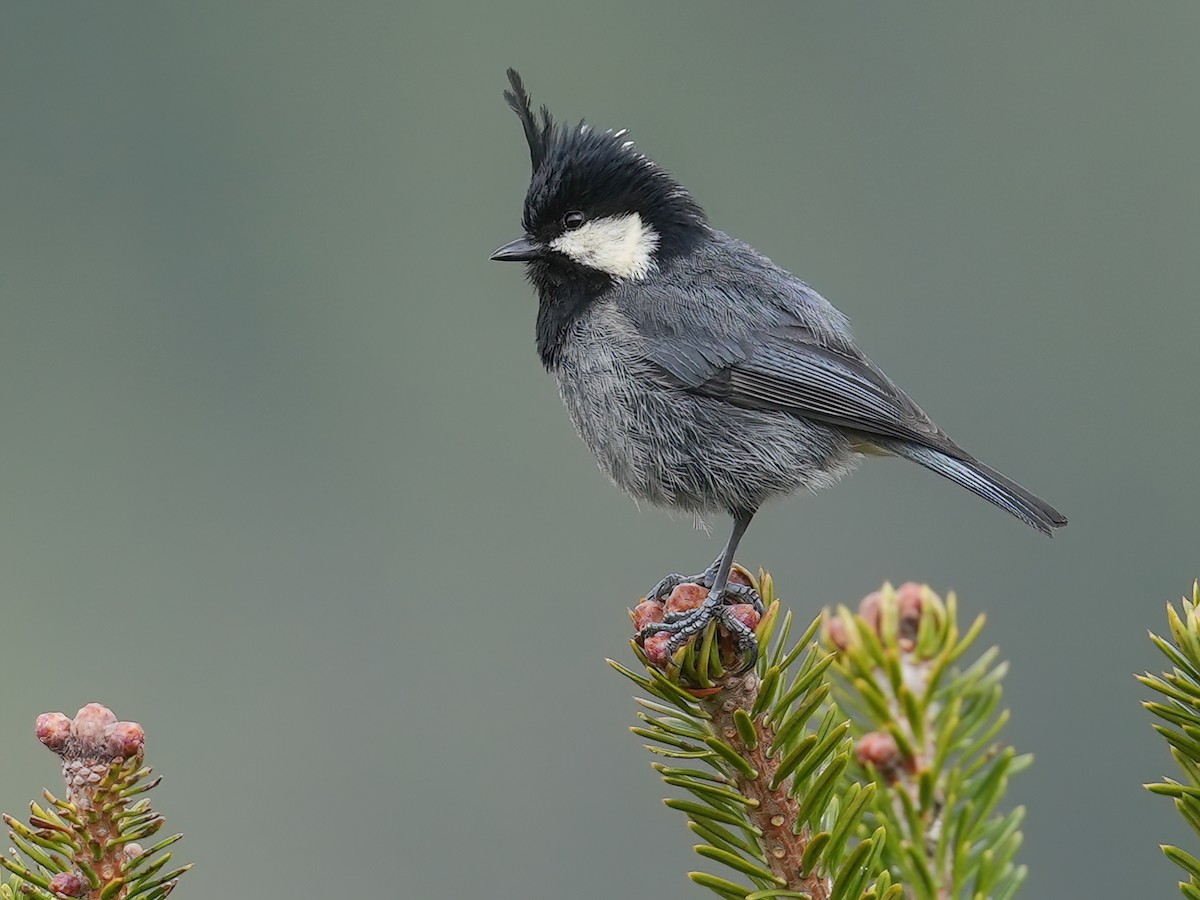 Rufous-vented Tit - Periparus rubidiventris - Birds of the World