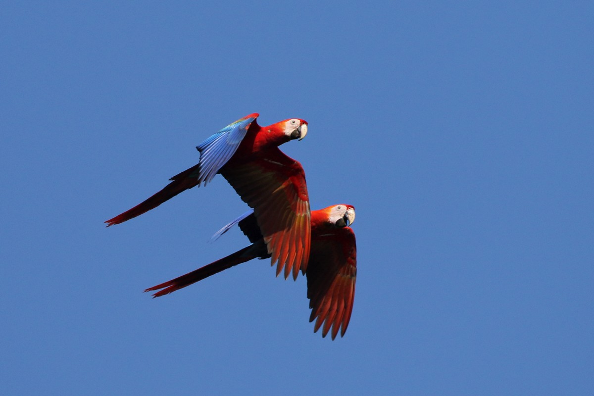Scarlet Macaw - ML63672221