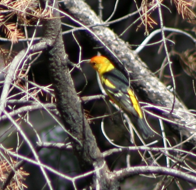 Western Tanager - ML63672371