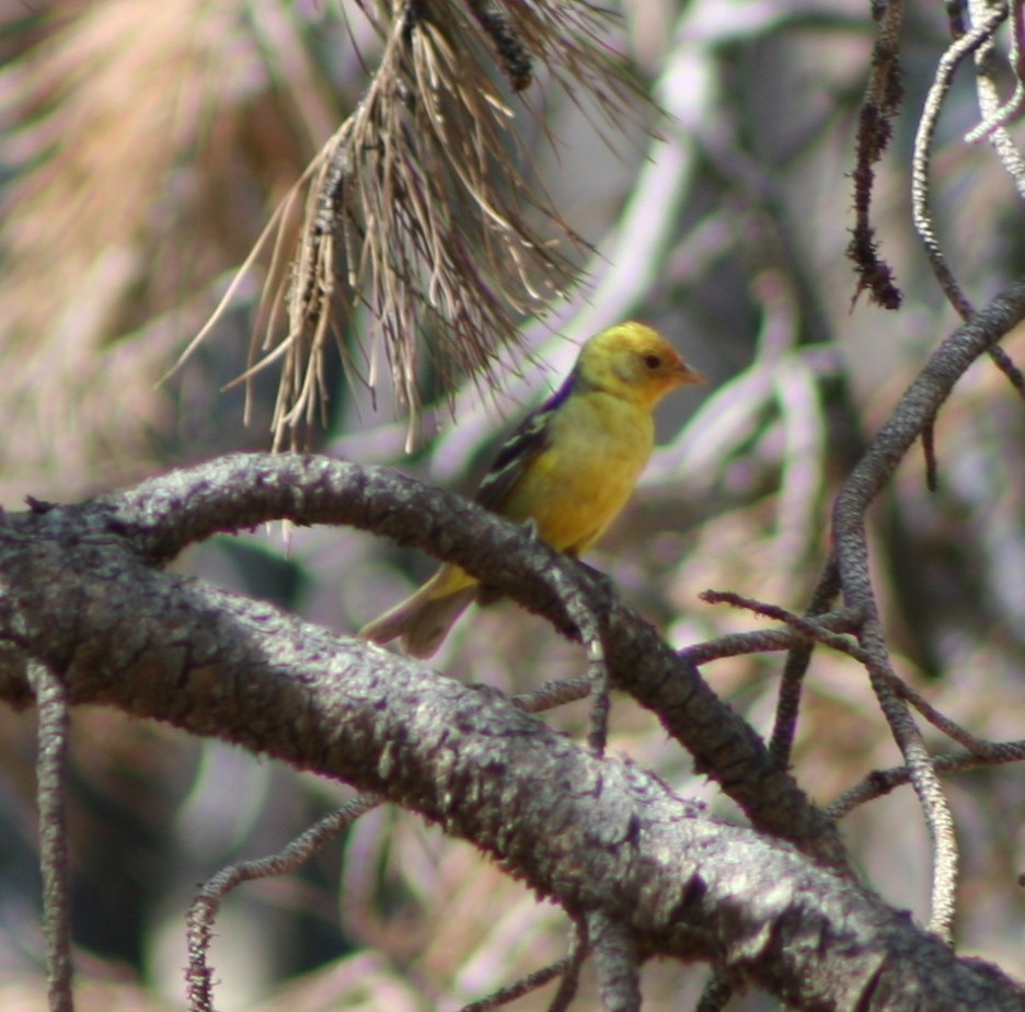 Western Tanager - ML63672791
