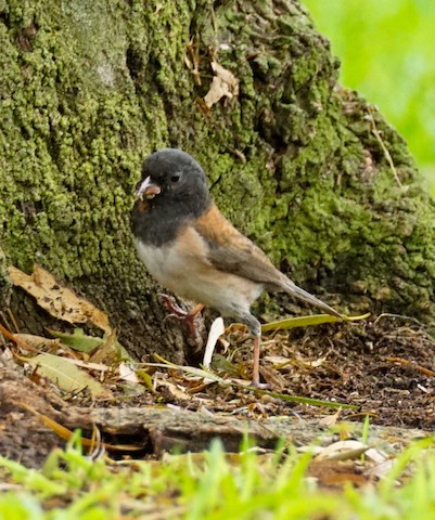Dark-eyed Junco - TG Fannon