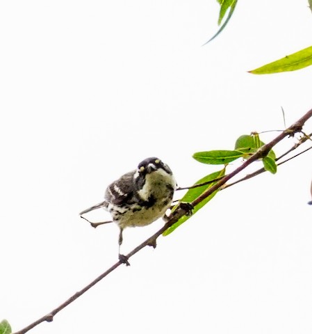 Black-throated Gray Warbler - TG Fannon