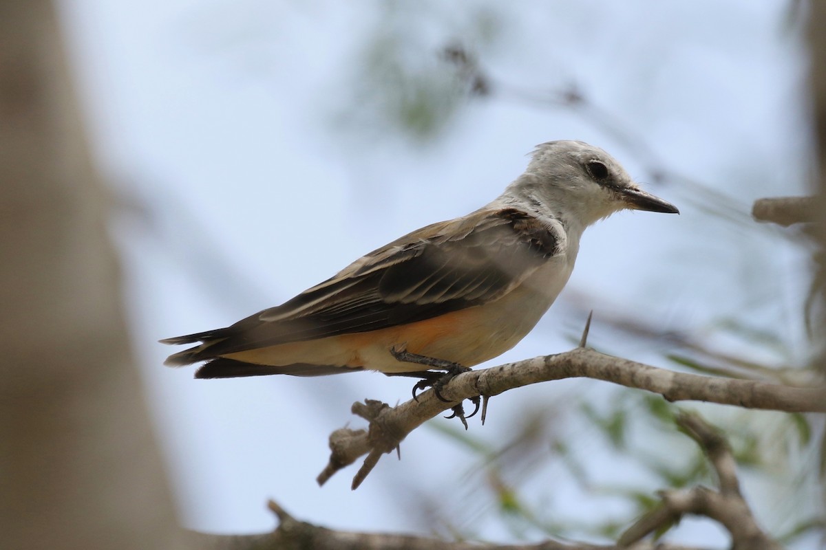 Scissor-tailed Flycatcher - Christian Fernandez