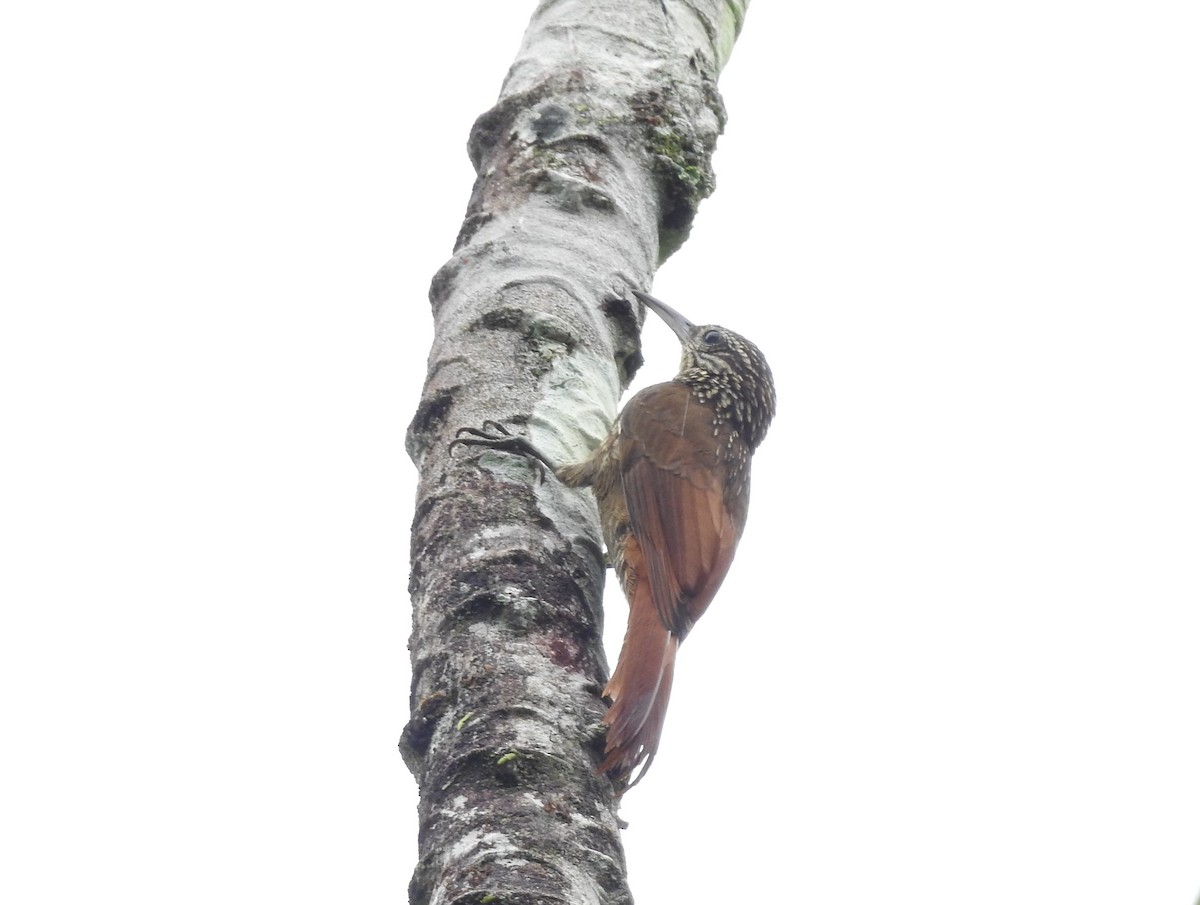 Spotted Woodcreeper - ML63674641