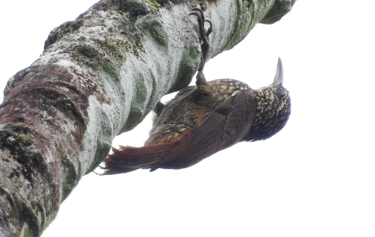 Spotted Woodcreeper - ML63674661