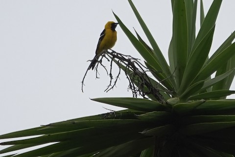 Hooded Oriole - Brian Bleecker