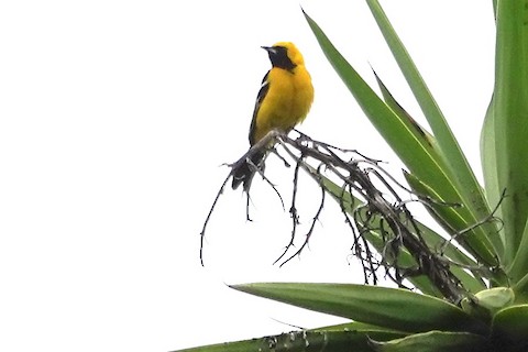 Hooded Oriole - Brian Bleecker