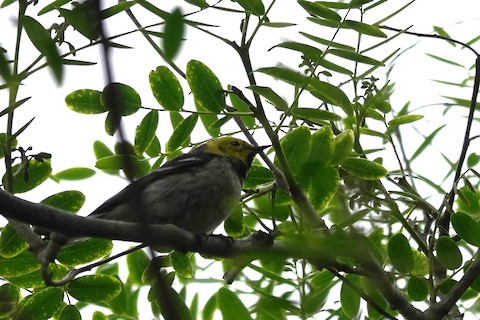 Hermit Warbler - Brian Bleecker