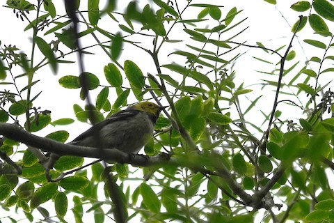 Hermit Warbler - Brian Bleecker