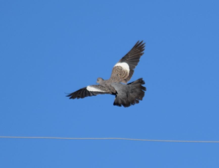 Spot-winged Pigeon - Felipe Undurraga
