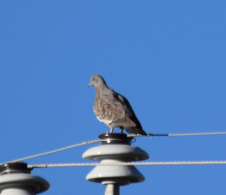 Spot-winged Pigeon - ML63674921